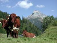 Leitlinien LandForstwirtschaft